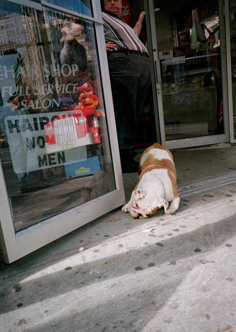 Bulldog, Upper Broadway,  2000