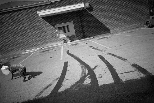 Brown Dog, Woodstock, &nbsp;2002