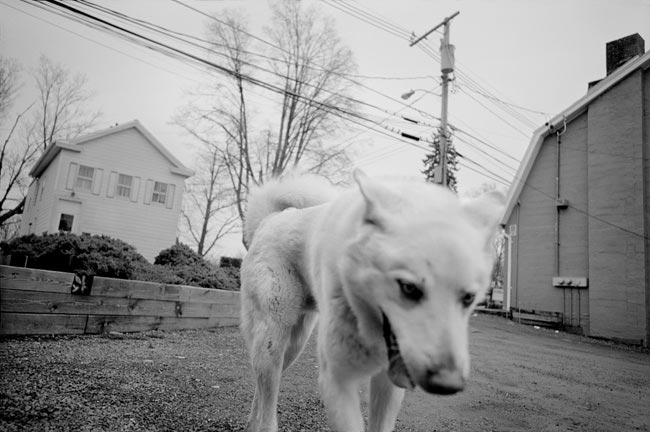 White Dog, Rock City, &nbsp;2003